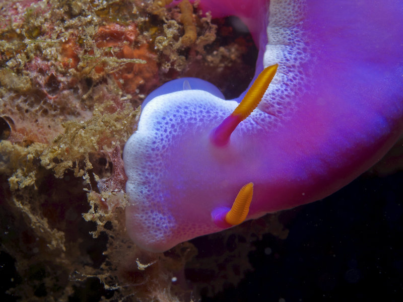 Nudibranch, Wreck Point